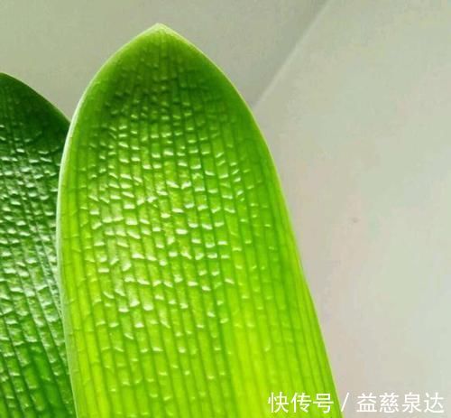 叶片|君子兰、蟹爪兰叶片打蔫，擦一擦，20天长油绿叶