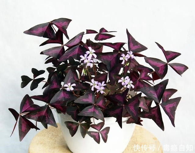 在室内半阴处容易开花的11种盆栽开花植物,家里可多种几种!