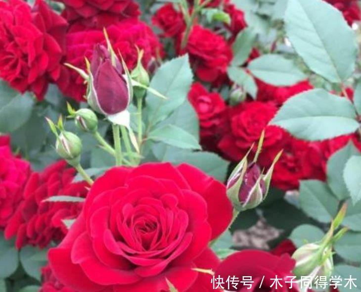 4种花颜值高又好养，花香四溢，花朵硕大、花期长，漂亮好养！