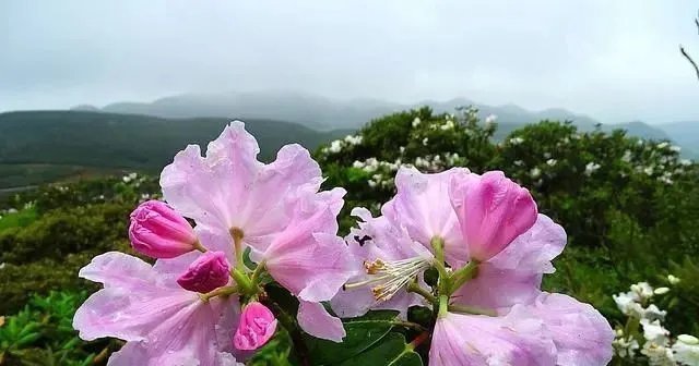 这3种花都是“病美人”,室内养难度大,入手需谨慎