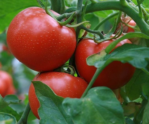 成熟剂|如何辨认打了激素的西红柿只需认清3点，就可以放心吃西红柿！