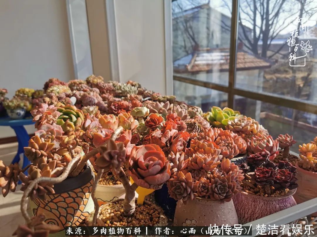 三色堇|懂得珍惜的人,才值得拥有更多美好的事物!养多肉也是如此!