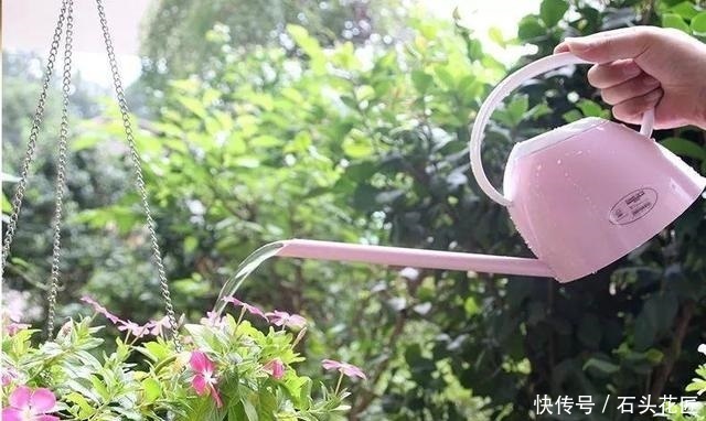  浇水|冬天给花草浇水，先要做对“4看”，才能长得旺、不烂根