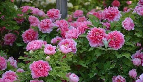 养花|古人最喜欢的8种“吉祥花”,养一盆日子越过越舒心