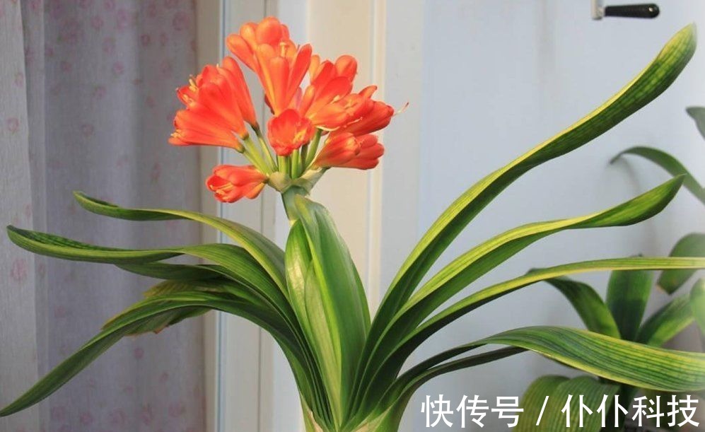 水溶肥|养君子兰要会施肥,适合它的肥料有“3种”,不同时期用法不同