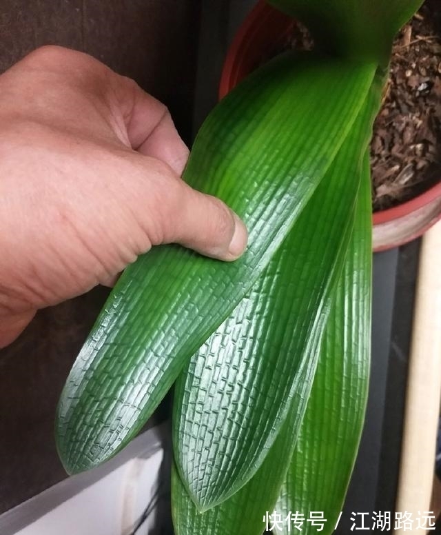 冬天爱喝烧酒的3种花卉,隔7天喂两滴,叶片肥厚,绿油油