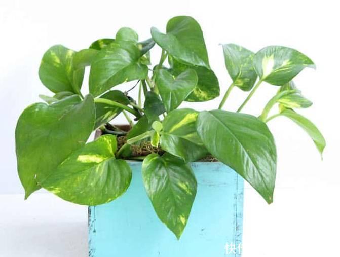 养花|12种净化空气非常棒的室内绿植,养花新手都养不死的植物