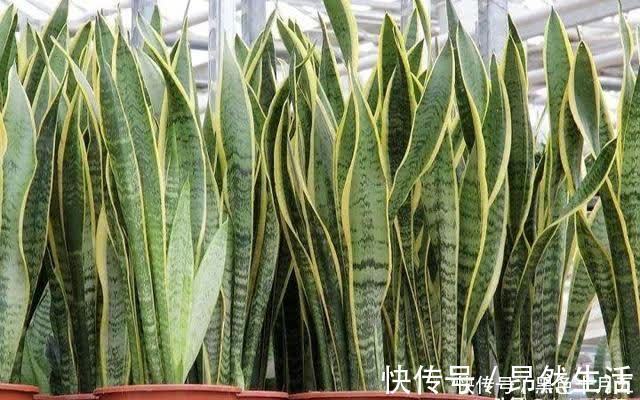 房顶|养“虎尾兰”有要点,学会“砍倒重来”,1盆变100盆,4年到房顶