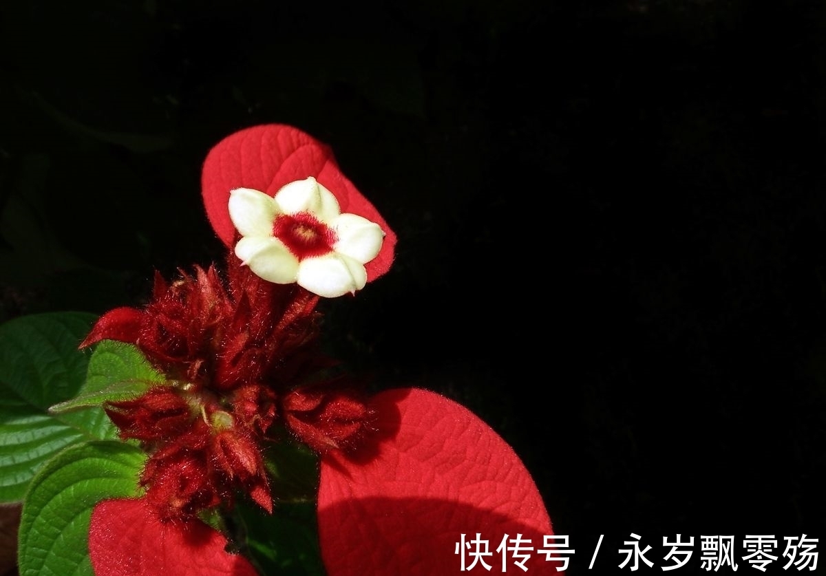 灌木|植物界的十大奇葩，你可能1种也没见过！