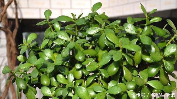 盆栽多肉植物别养它们,外表靓丽、茎叶藏毒,对孩子、宠物不利