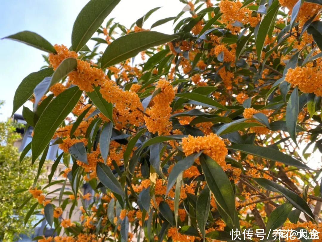 16种特长寿的植物，养十年以上，那都算年轻