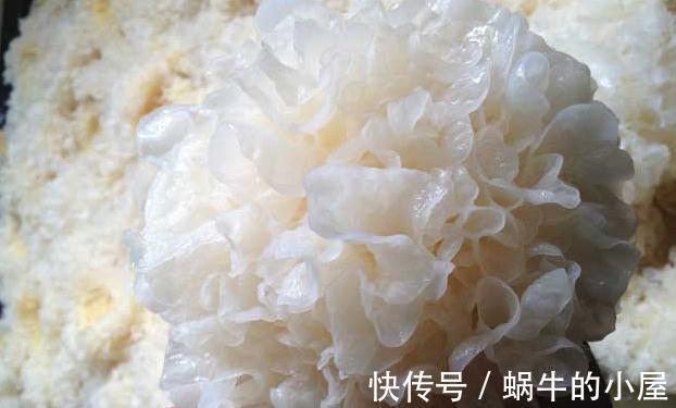 钙锌铁矿物质|秋分后,记得“多吃3白,少吃2瓜”,营养美味去秋燥,好吃不贵!