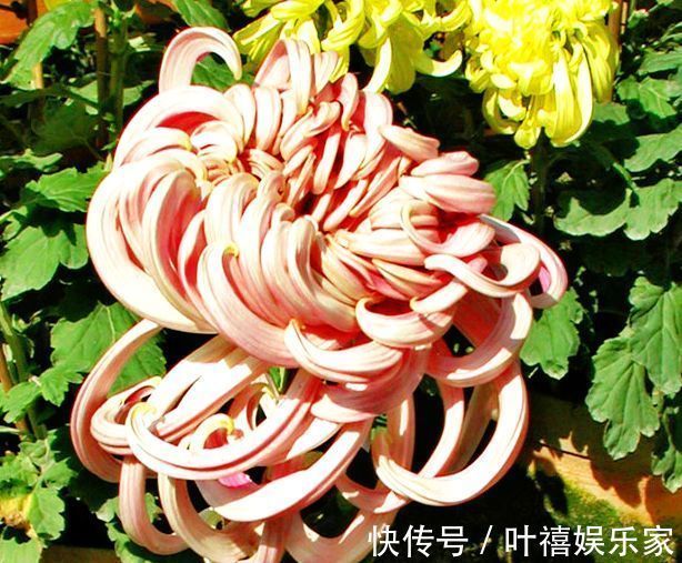 球根海棠|此款几款花卉,美如玫瑰,仙气十足,四季花开不停,阳台变花海