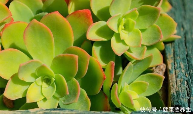 进入“黑名单”的多肉,便宜也不买,“坑”人没商量!