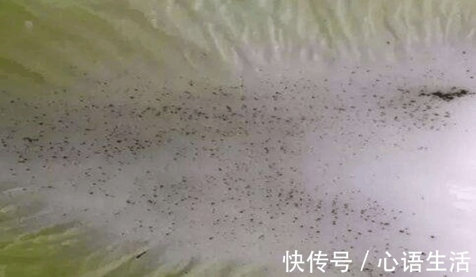 吃了那么多年大白菜，你知道大白菜上的黑点，到底是什么吗