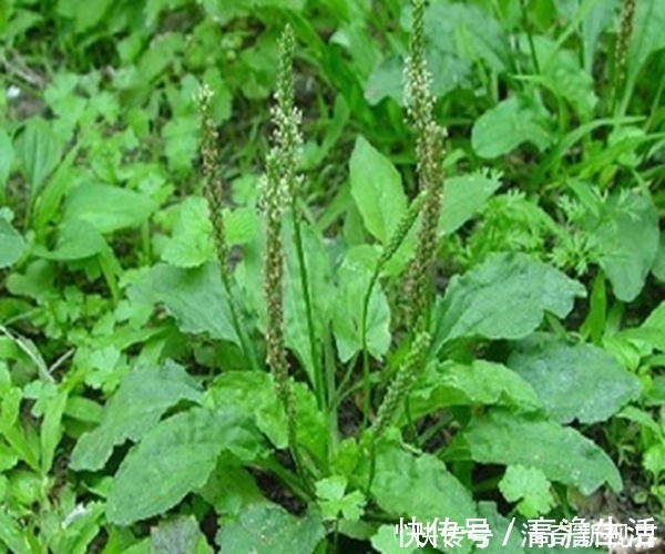 男女老少|常吃车前草身体好,竟然还有这么多功效,男女老少都离不开!