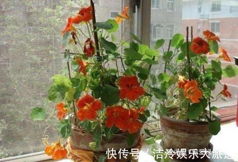 吴大妈只养“3种花”,一年300多天有花看,开成花海,特美!