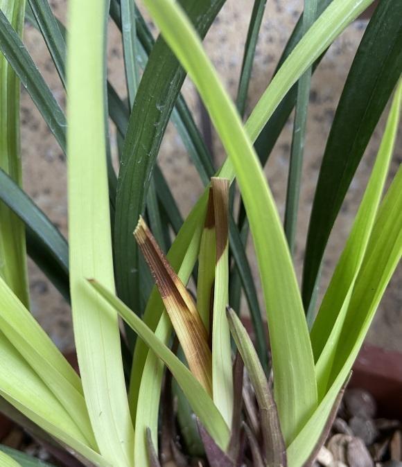 植料|兰花叶子焦边了,夏季温度高,隔三差五浇一次,避免叶子焦边