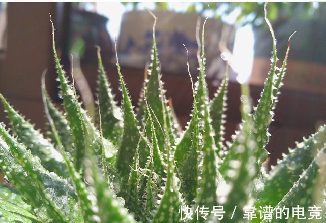 7种花草自带“抗体”，不容易生病虫害，是真正的“省心”花