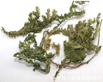 野生|经常掉头发莫慌!不妨用此物煮水洗头发,乌发生发远离脱发烦恼