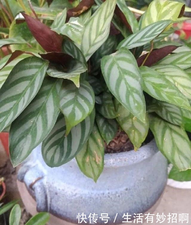 10种花,春天不能晒,躲屋里最安全!10种花,春天不能晒,躲屋里最安全!