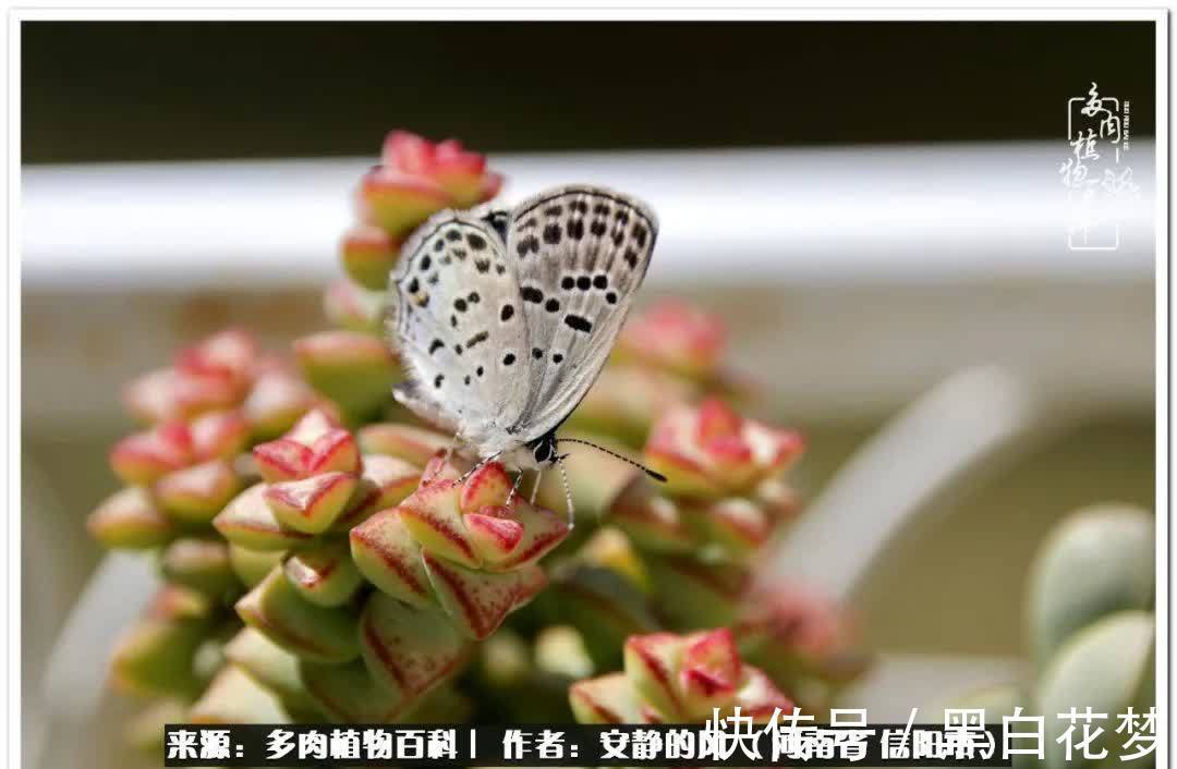 玉缀|阳台多肉党的幸福生活！