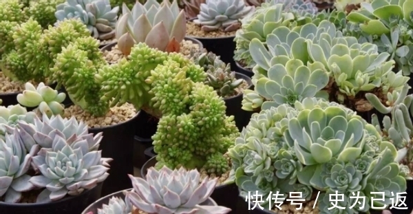 薄雪万年草|做到这4方面,养多肉薄雪万年草,轻松培育成“爆盆”状态