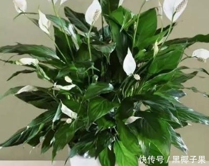 四种耐干旱的植物,懒人也能养好,赶紧看看吧