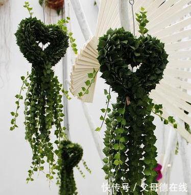 农历9月23日霜降后,养什么花?以下3种花,金玉满堂喜气盈盈