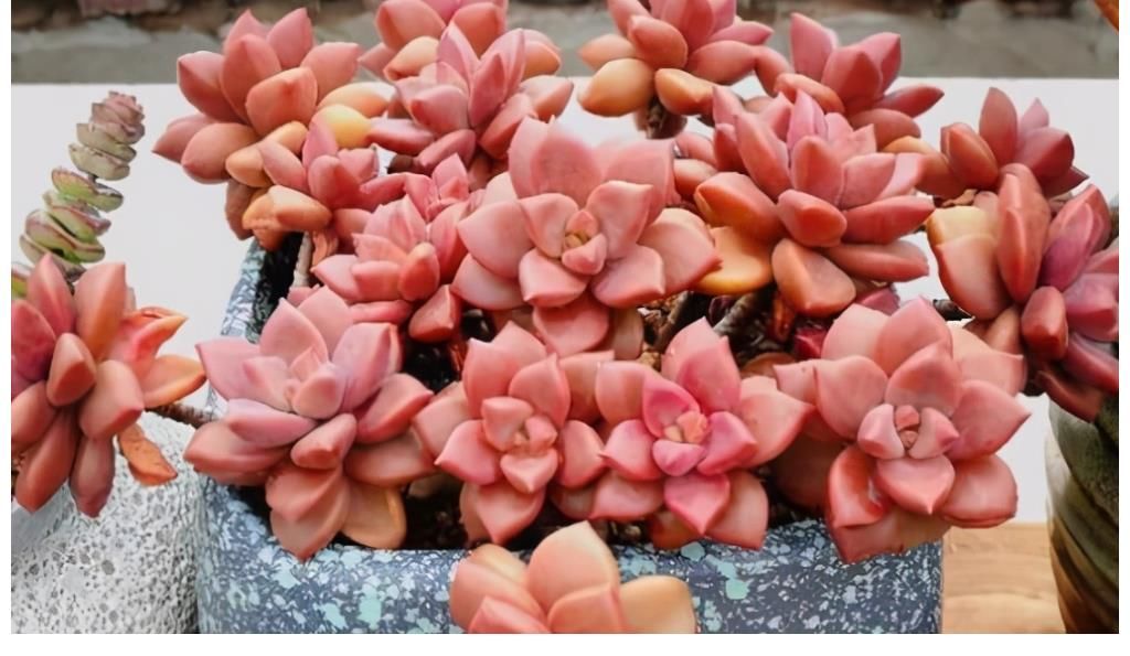 冬美人|5种多肉很好养，沾土能活，新手也养不死