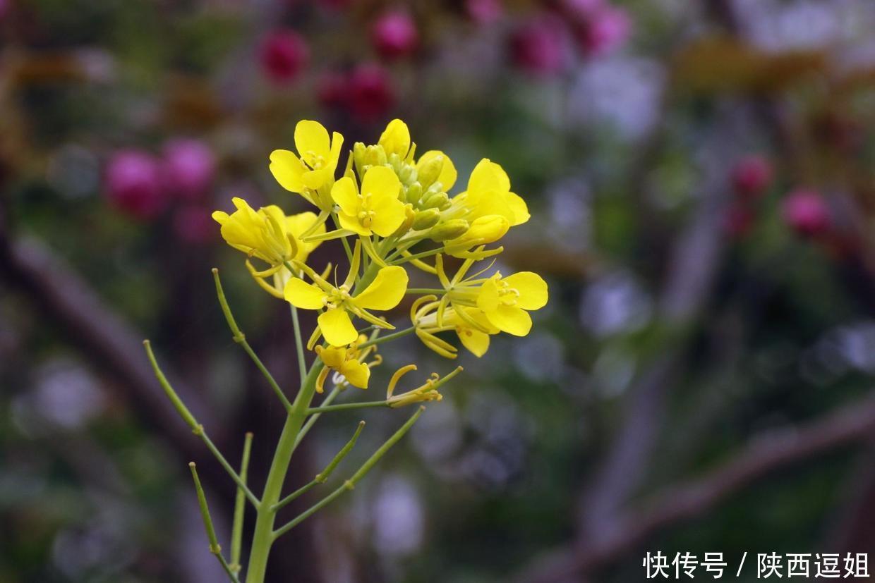 在西安东南有一个被称为“关中普罗旺斯”的小村庄，城里人都爱往这里跑