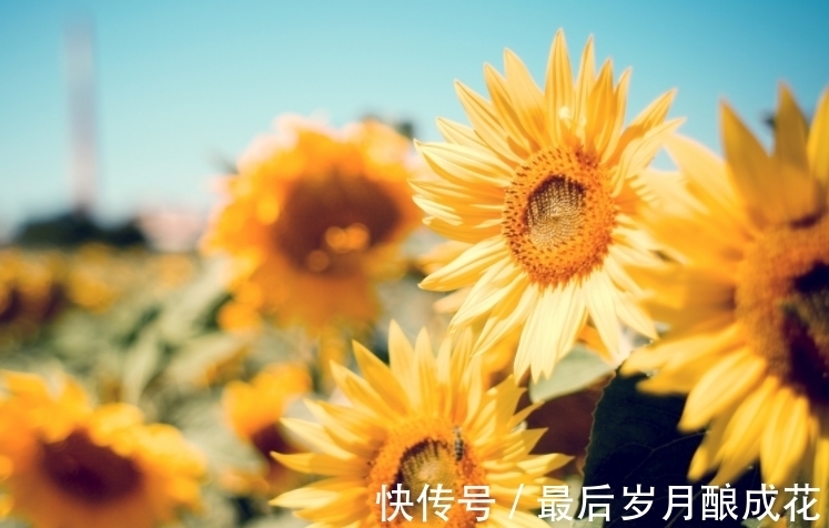 白羊座|本月末,4个星座不斤斤计较,生活好转幸福指数上升