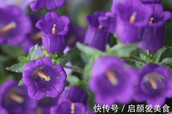 此花所代表的是对远方的祝福，是对恋人最温柔的爱，像小铃铛一样