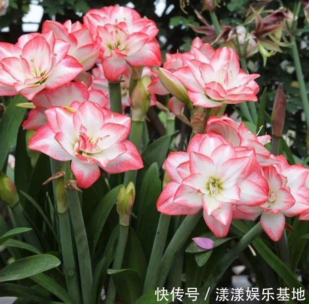 3种花养在家里，一整年都有好运气，开花漂亮财运来，一养就上瘾