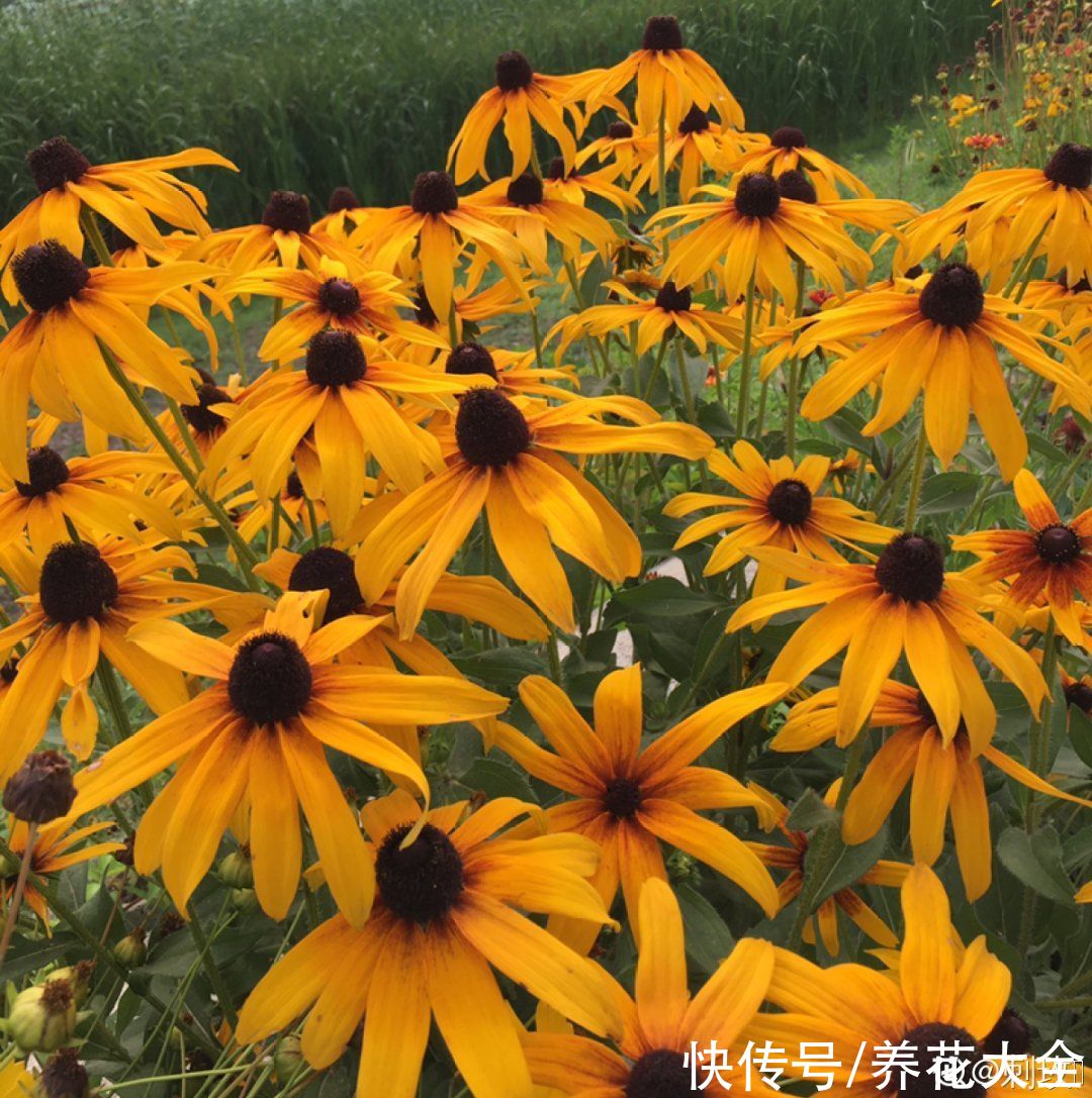 50种花春天播种,长满小院子,能开一整年