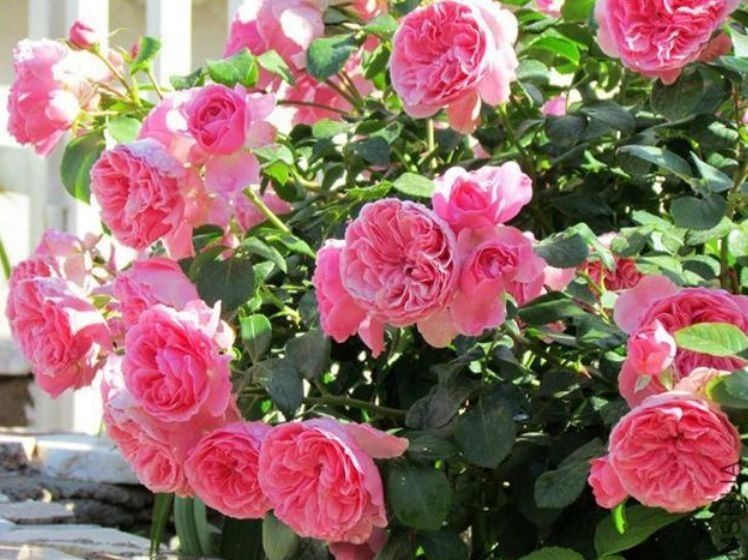 养花就养个花期长的,一次开花100朵,阳台开成花海!