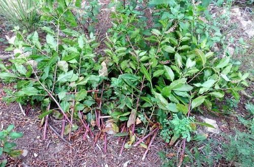 农村|农村一种奇特野草,红茎有剧毒,绿茎却是上等野菜,一定要认清楚