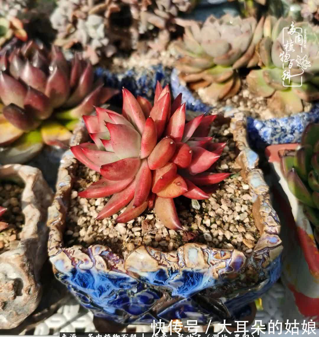 春暖花开,万物复苏,多肉迎来最美时光!