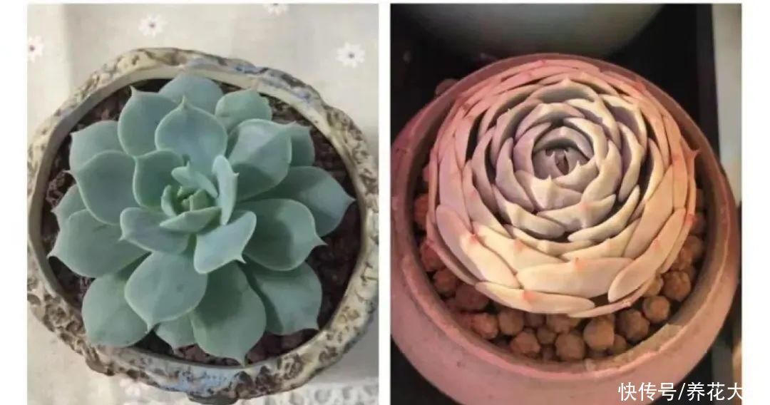 室内养多肉,也能养出水晶果冻色,任谁看到都说好