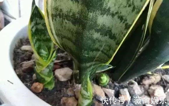 虎尾兰盆里加点2种“液体”,新芽不断,叶子挺拔,开花特香!