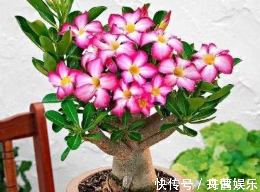 6种花怕水涝，勤快人养不好，浇水多了就烂根