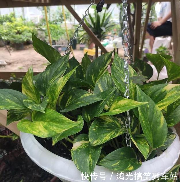 秋季盆栽绿萝、吊兰,1个月1小碗二锅头,枝叶长得油光瓦亮