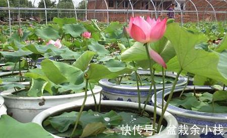 凌霄花|9种漂亮花,热不死晒不怕,开花大半年,没有病虫害,38度成花海