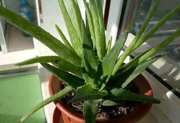 芦荟爆盆法,点中4个“养护穴”,叶片杠杠厚,爆满“肥崽子”