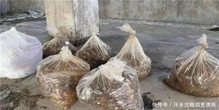 过期小药片,兑水一浇,花都长疯了,想发黄都难