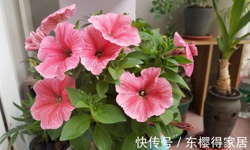 嗖嗖|家庭养矮牵牛,抓住这3要点,植株不徒长,嗖嗖开爆盆a