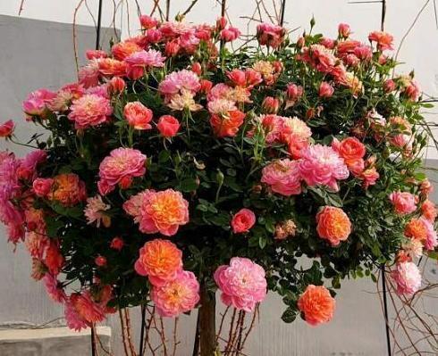 喜欢养花就盆栽月季，此款花期长、易爆盆，一株苗开出多色花