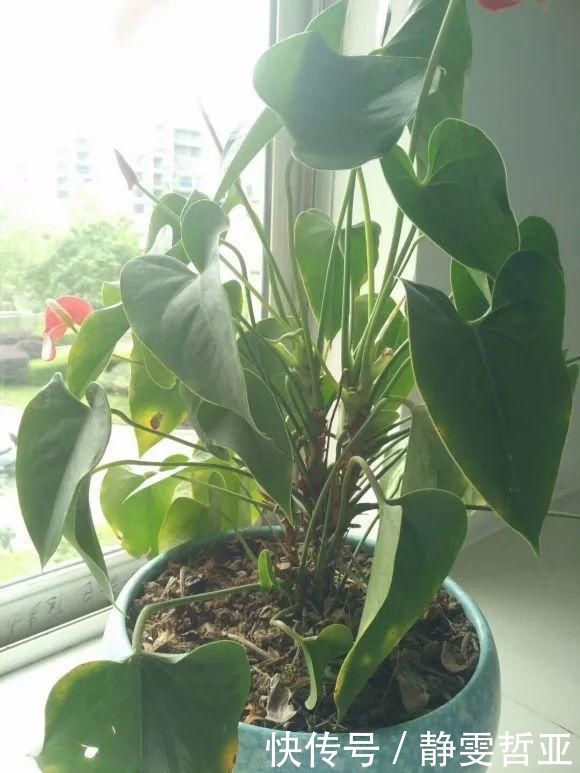 虎皮兰,红掌,吊兰养成老桩，变成大树，真壮观