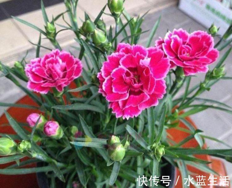 阳台选此4款花卉,四季开花不停,花香四溢香满屋