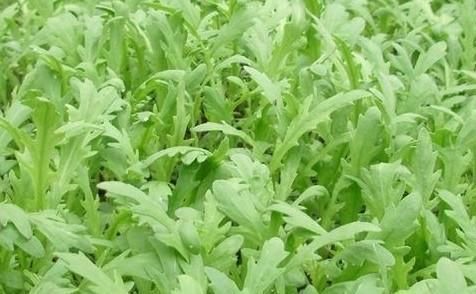 保护心血管|农村喂猪的野菜,有的被称为“皇帝菜”,有的2块钱一把,还好吃